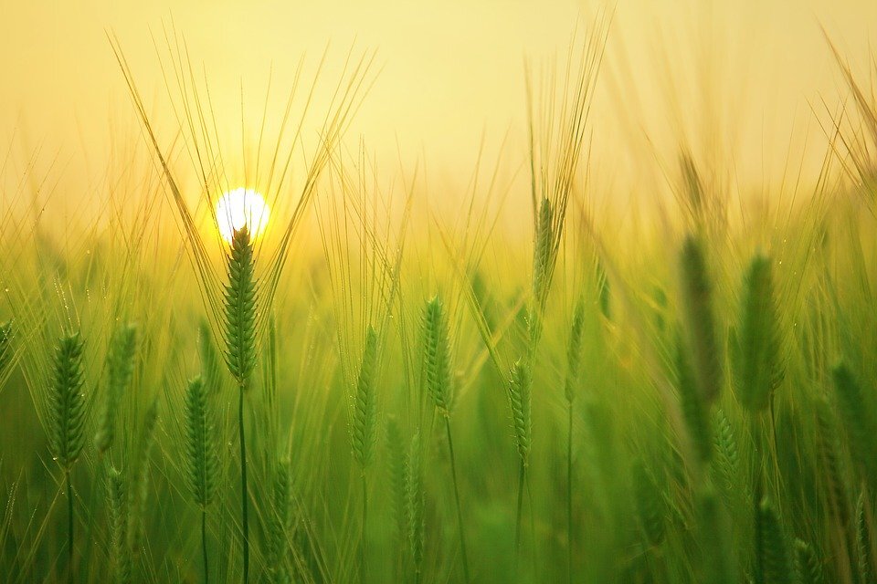 https://cdn.pixabay.com/photo/2016/09/21/04/46/barley-field-1684052_960_720.jpg