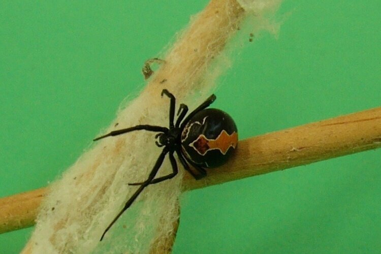 Красный капито. Источник: фото взято из открытых интернет-ресурсов.