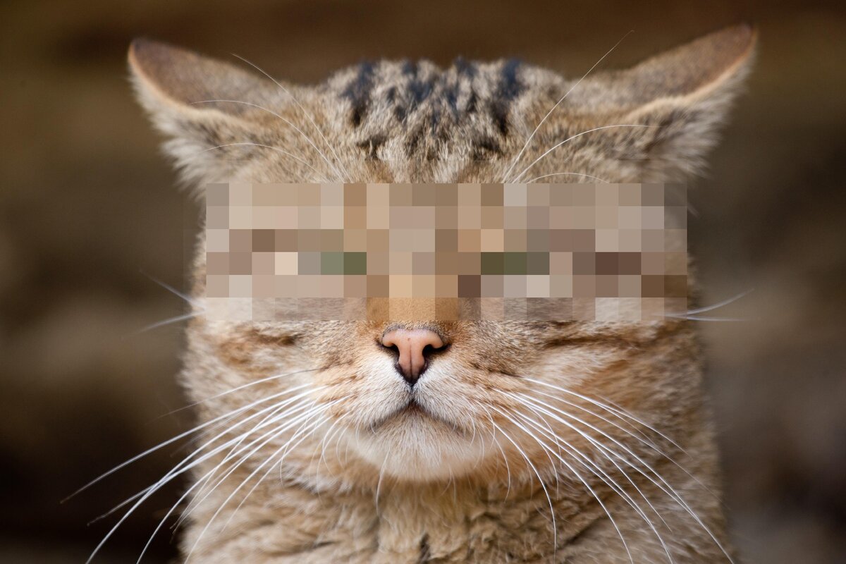 Фотография кота