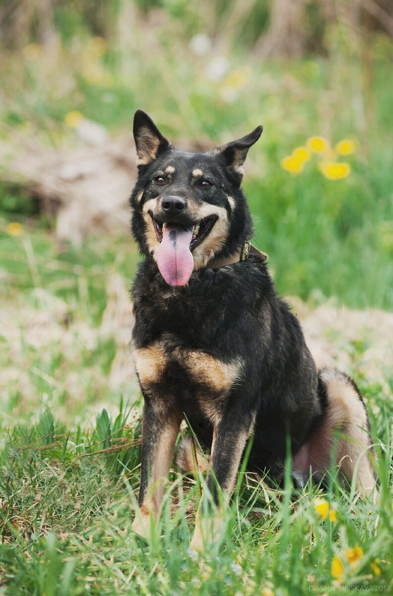 Стефан, приют солнцево