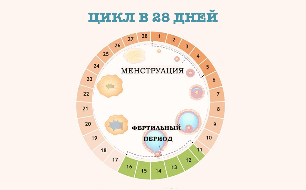 Фертильным периодом в плане нежелательной беременности называют