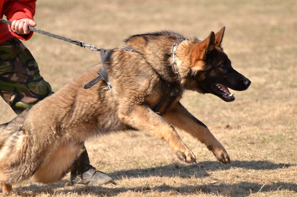 Яндекс картинки.