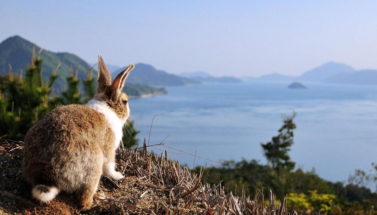 Остров Окуносима, где живут тысячи кроликов, умиляет туристов настолько, что они хотят остаться
