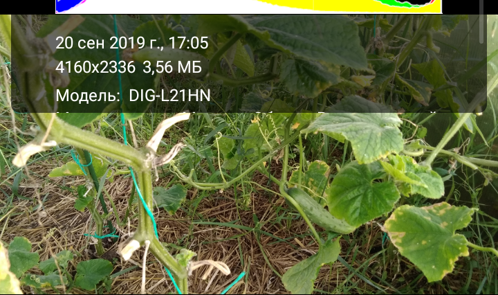 Фотография сделана 20 сентября. Это ещё не конец.