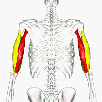 Трицепс: красный – длинная головка, желтый – короткая, зеленый – средняя головки.