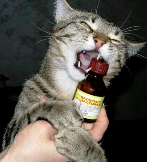 Взято с сайта https://womanadvice.ru/27-faktov-znakomyh-isklyuchitelno-russkomu-cheloveku