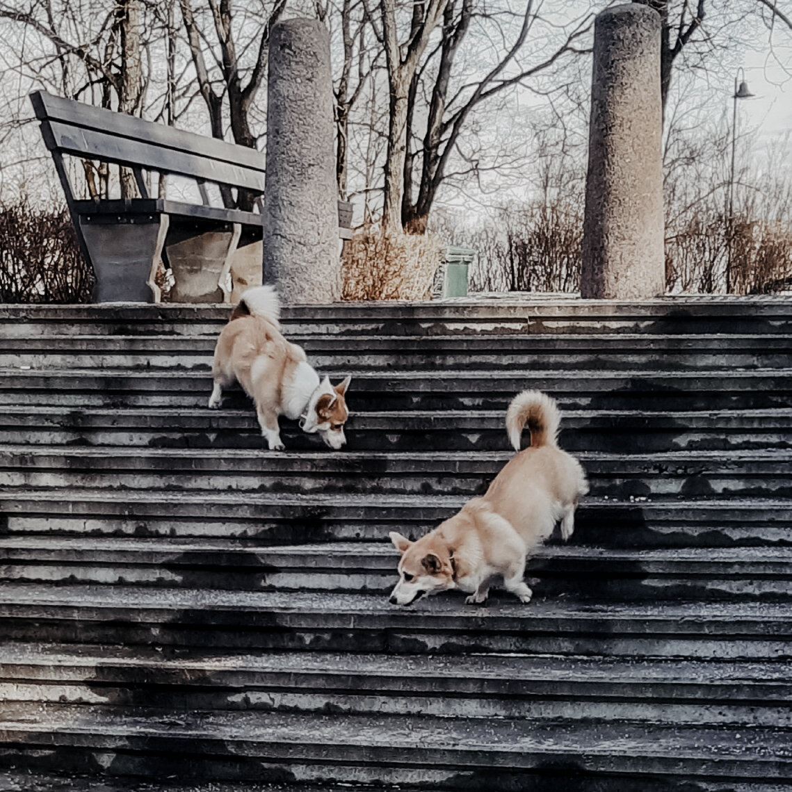 Корги Шарлотта с подружкой Пеппи