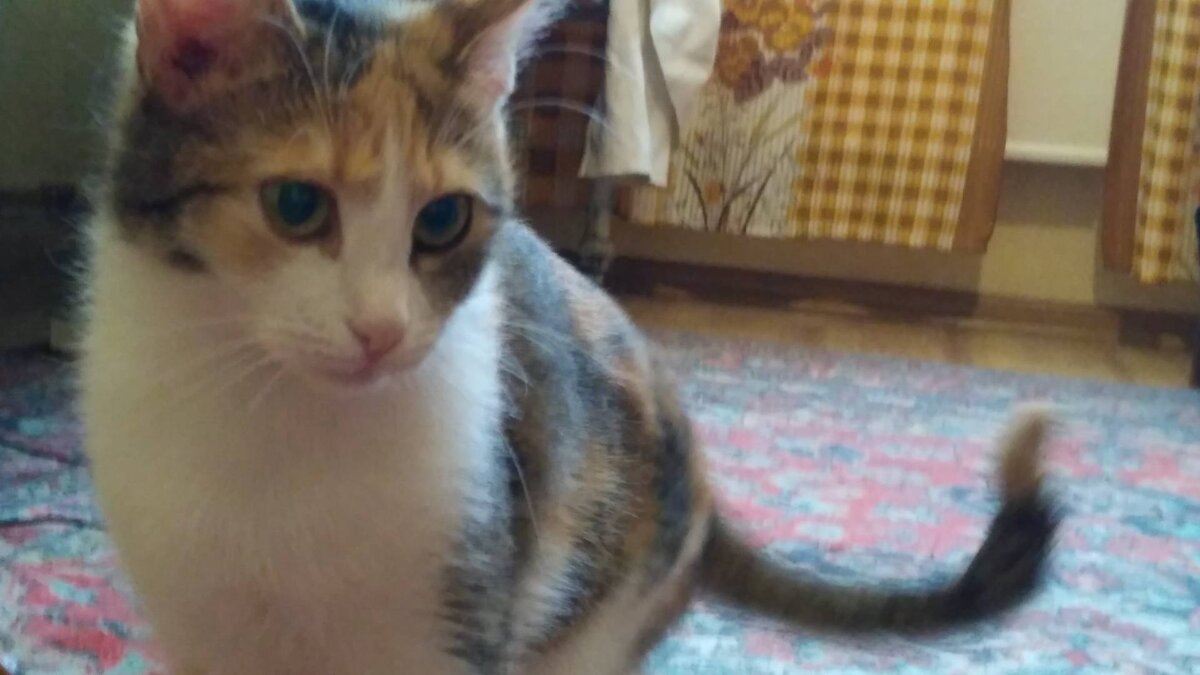 Вот она, красавица трехцветная :) По глазам не скажешь, но она сиамская. На половину.