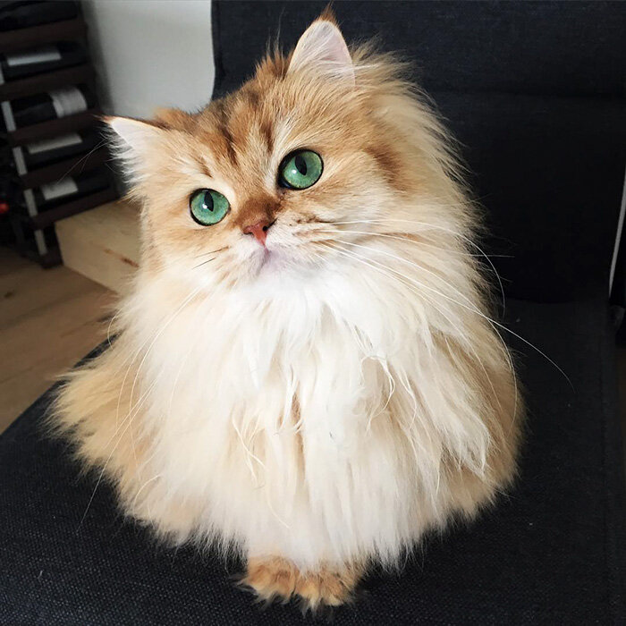 Самый фотогеничный кот с изумрудными глазами