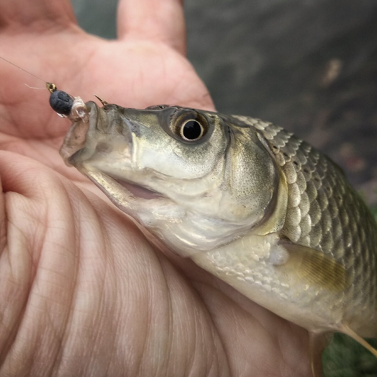 мормышка на карася зимой на озере