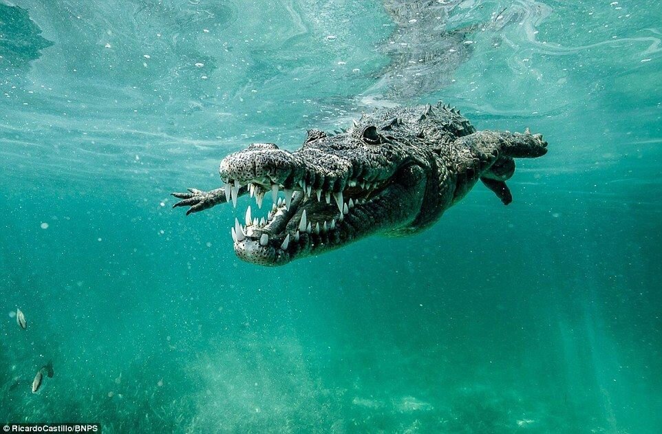 Крокодил плавает под водой в прямом положении. Фото: https://i.pinimg.com