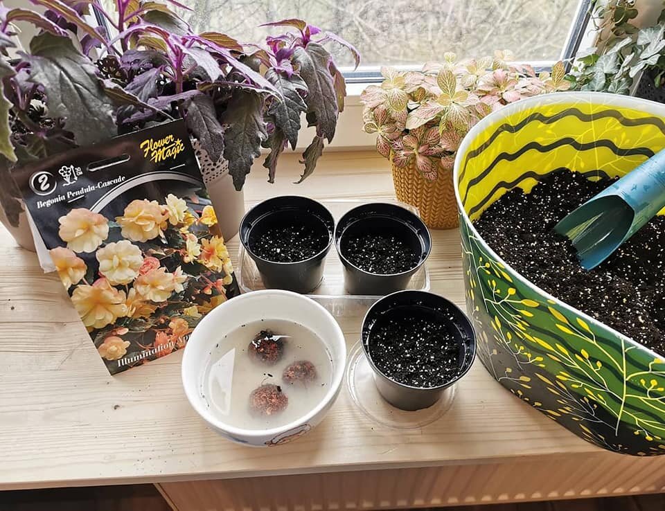 Ампельная клубневая бегония Illumination Apricot 