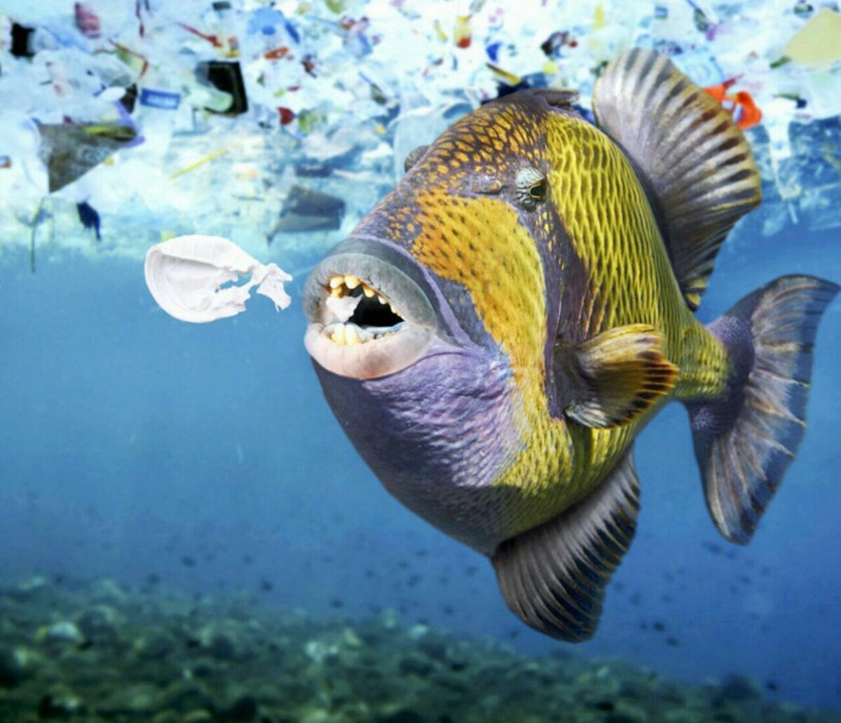 Рыба страдает. Рыба. Рыбы в океане. Рыбы мирового океана. Морские обитатели в мусоре.