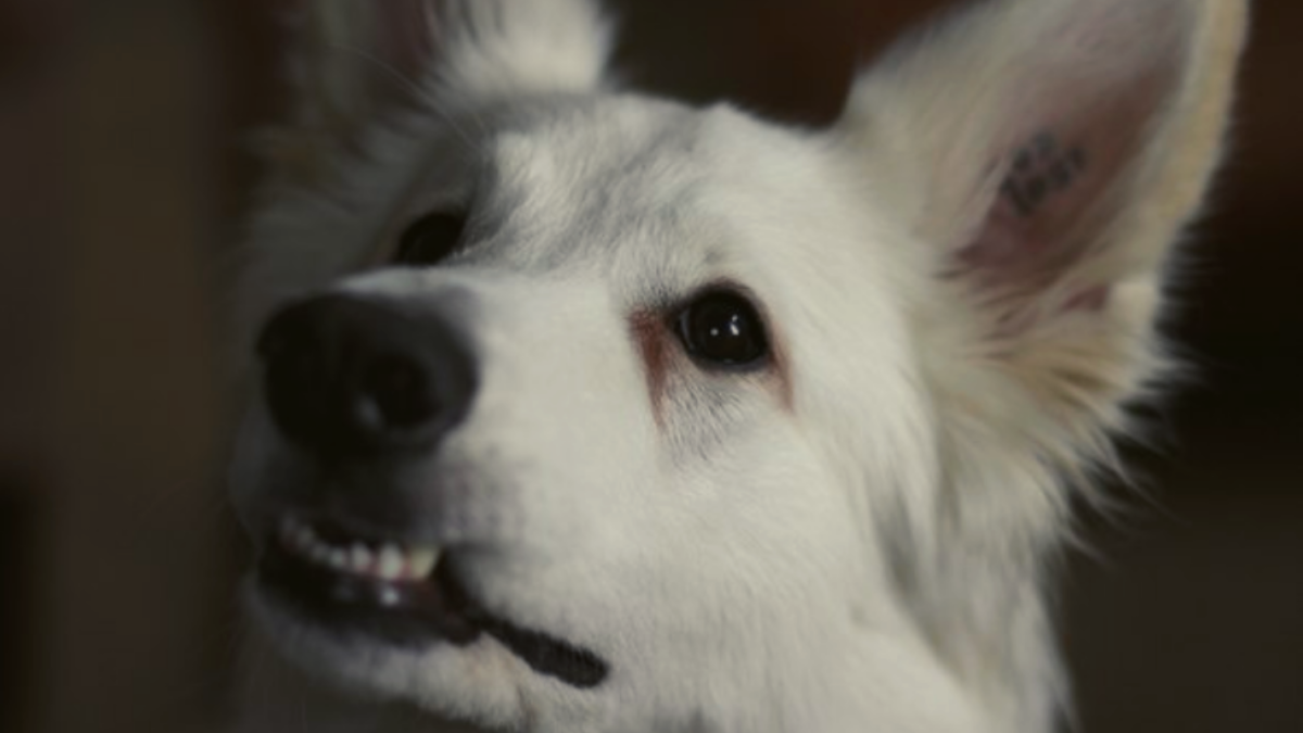 фото: личные архивы. Собачья улыбка.