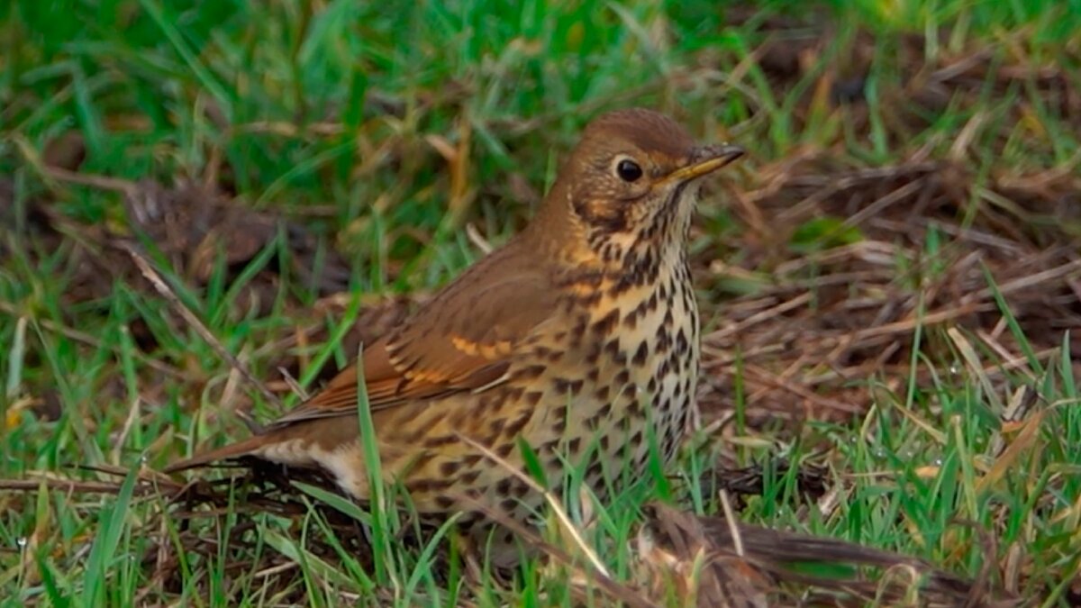 Певчий дрозд
