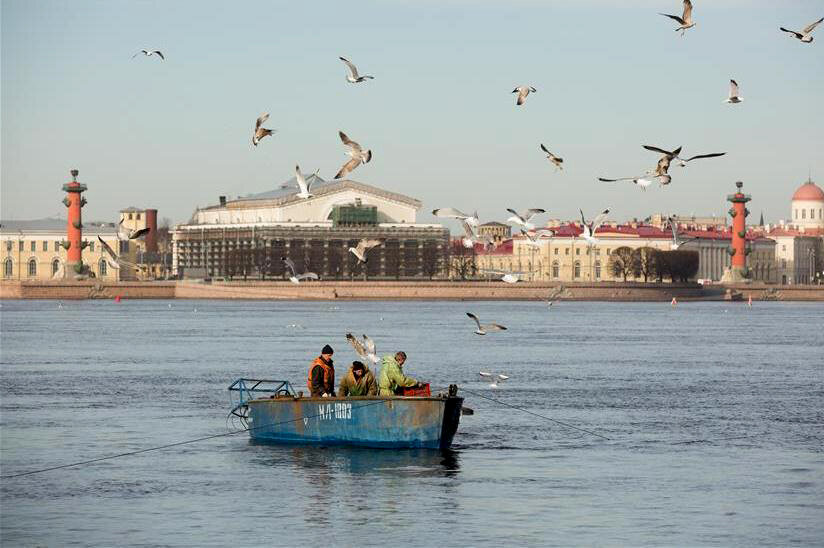 Корюшка пошла в питере. Корюшки в Неве Санкт-Петербурге. Корюшка Васильевский остров. Корюшка Питер набережная. Цой на стрелке Васильевского острова.