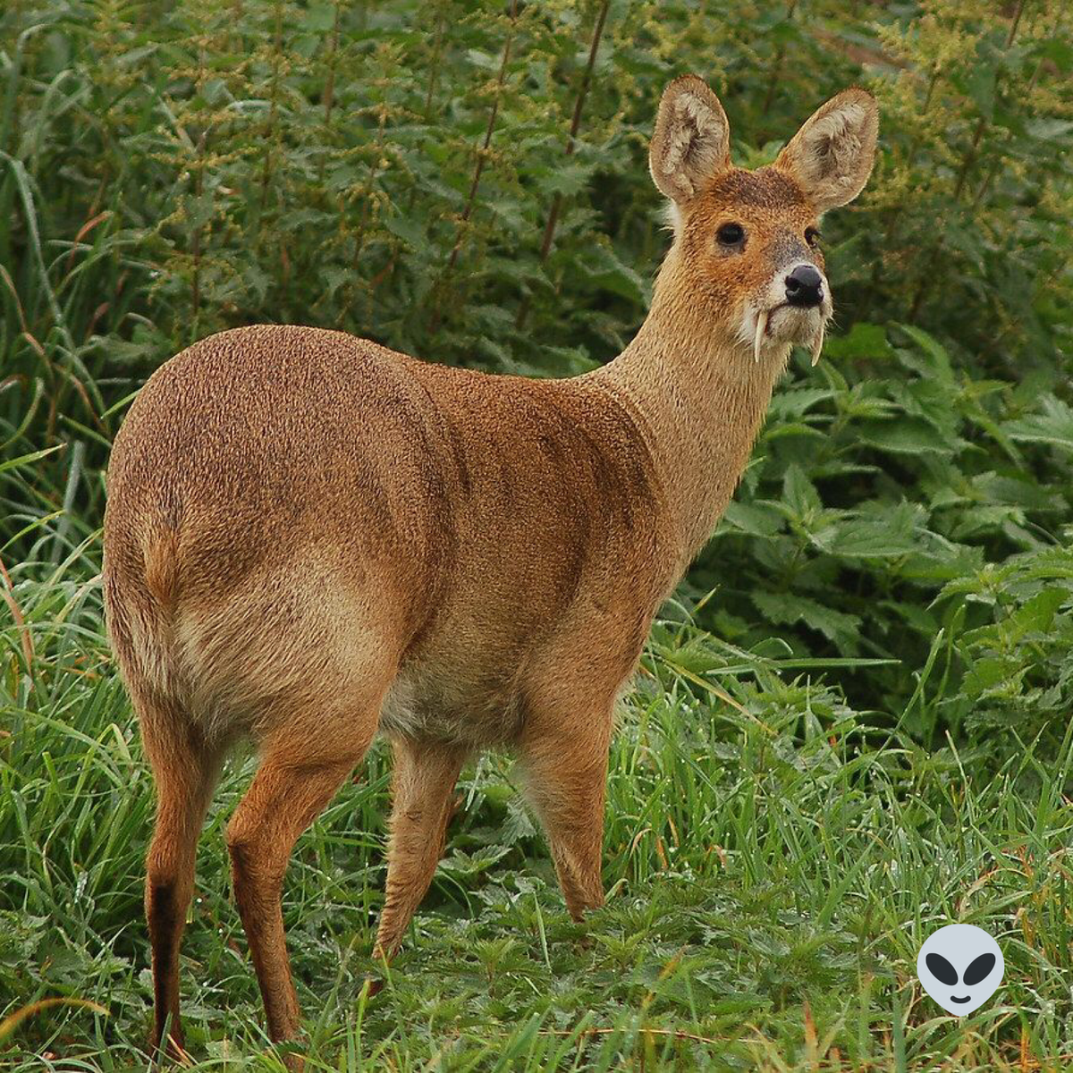 Источник: www.zoopicture.ru