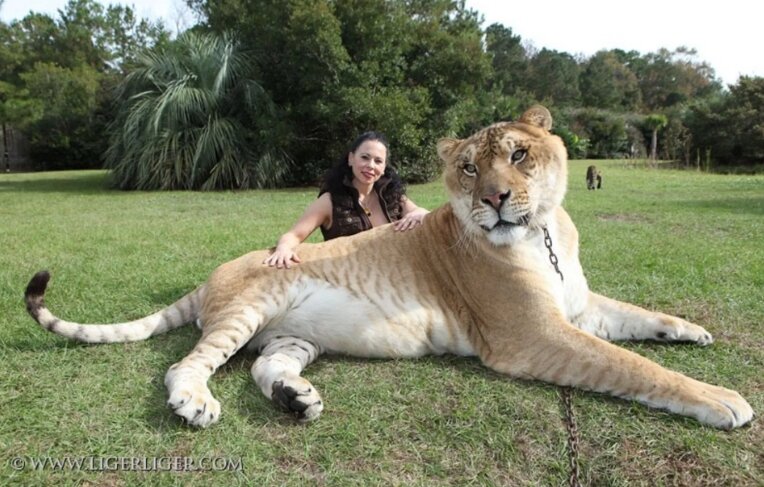Все фото взяты из открытых источников