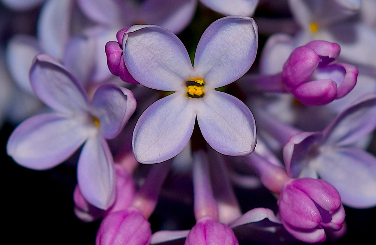Фотография из разрешенного источника