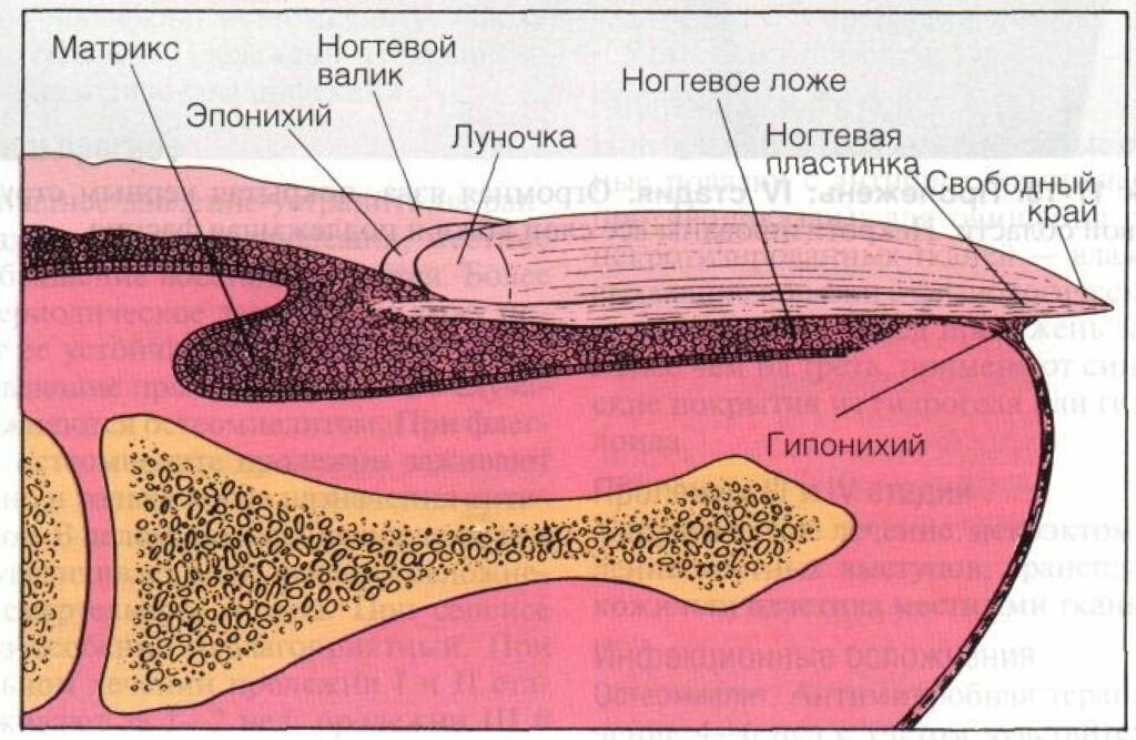 Строение ногтей