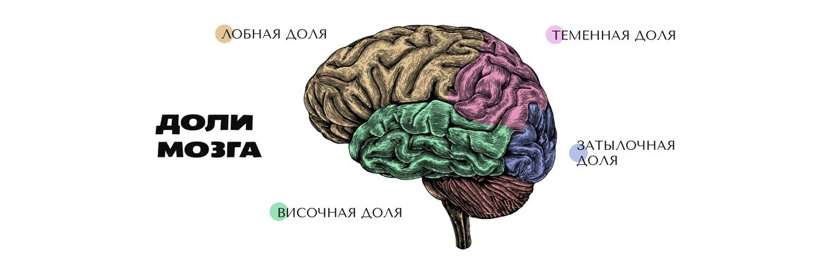 Все про мозг часть 2: А что внутри? | Crithin | Дзен