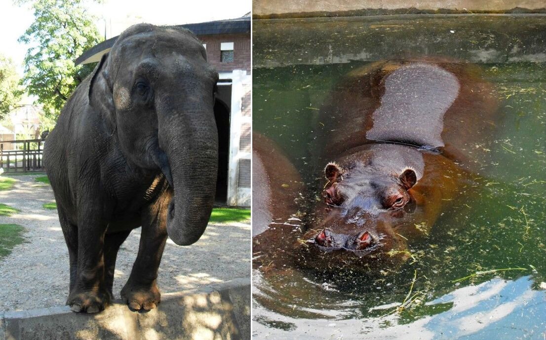 Азиатский слон и Бегемот