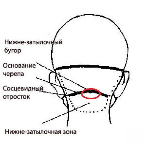 Где основание черепа человека фото "Если не хотите убить человека, то не бейте в эти точки" - статья от бойца ССО Р