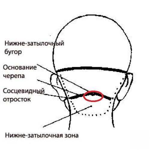 Нижний затылок. Схема головы затылочный бугор. Затылочная зона головы схема. Схема головы для парикмахеров. Нижне затылочная зона головы.