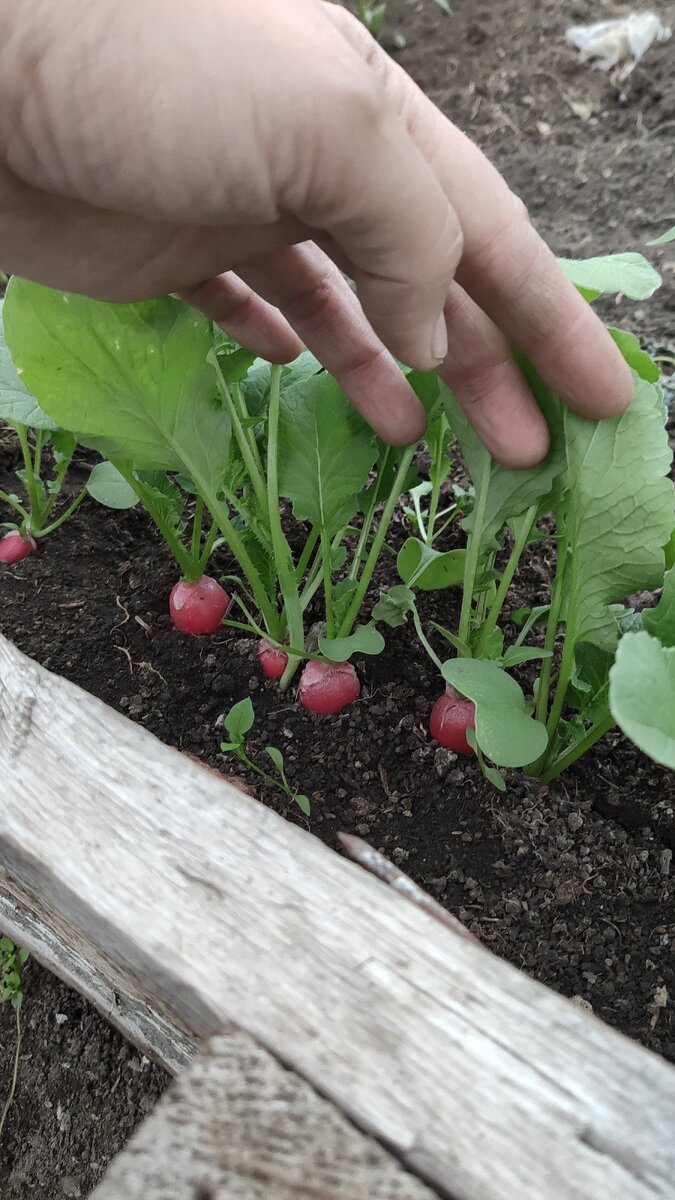 Редиска отлично растет в теплице и выдерживает отрицательные температуры