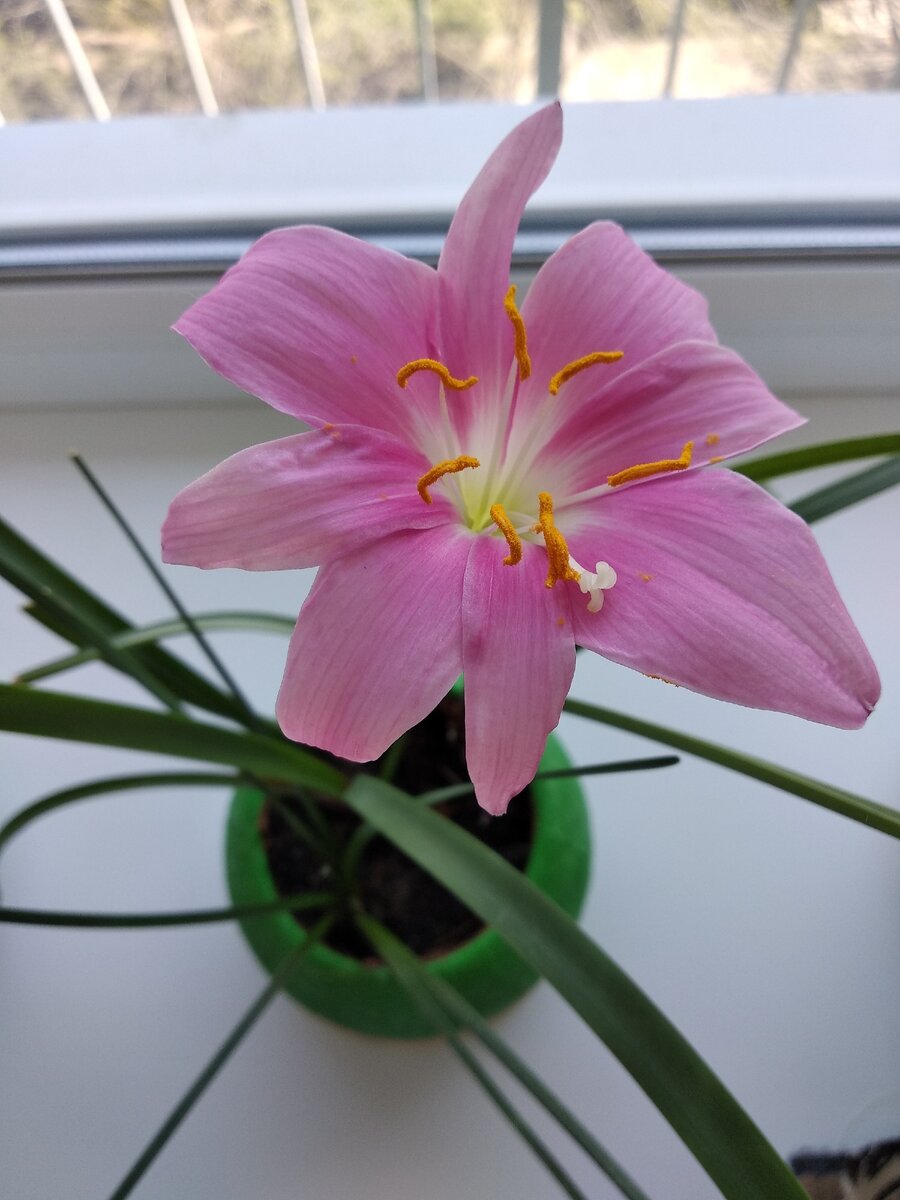 Зефирантес