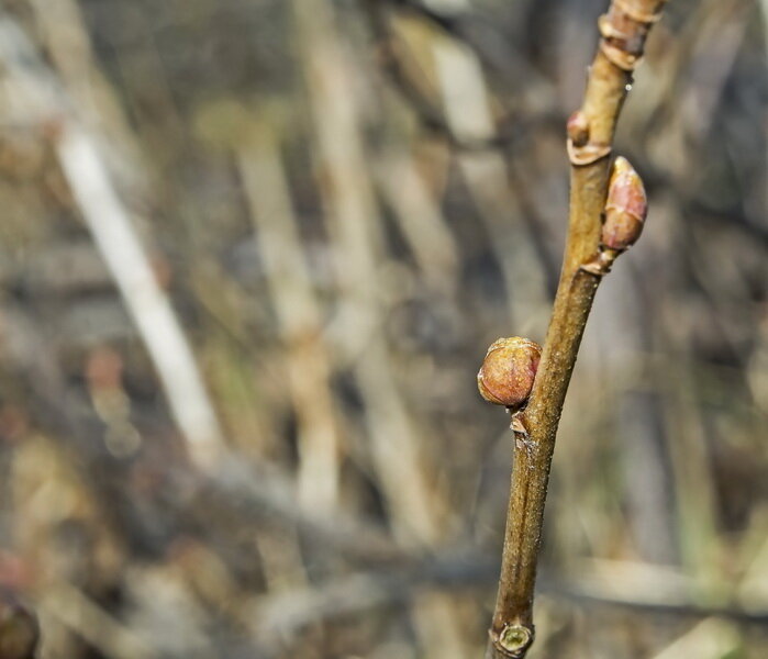 Если нападение клеща произошло осенью, необходимо принимать радикальные меры. Иллюстрация для статьи используется по стандартной лицензии ©dachnyedela.ru