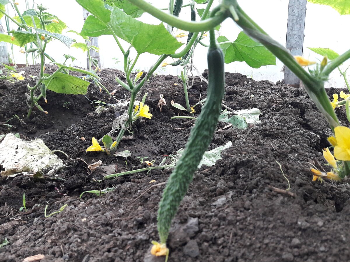 Китайский холодоустойчивый F1 в поликарбонатной теплице.