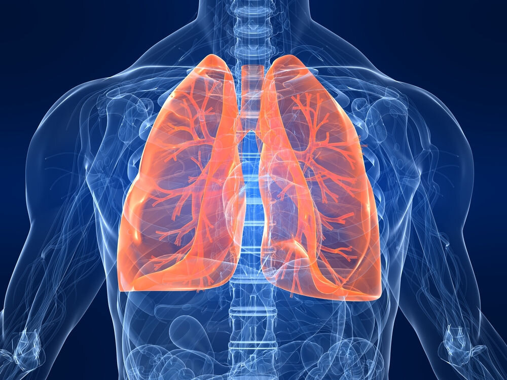 Источник фото: https://24tv.ua/health/ru/issledovateli_nashli_novuju_vazhnuju_funkciju_legkih_n797495