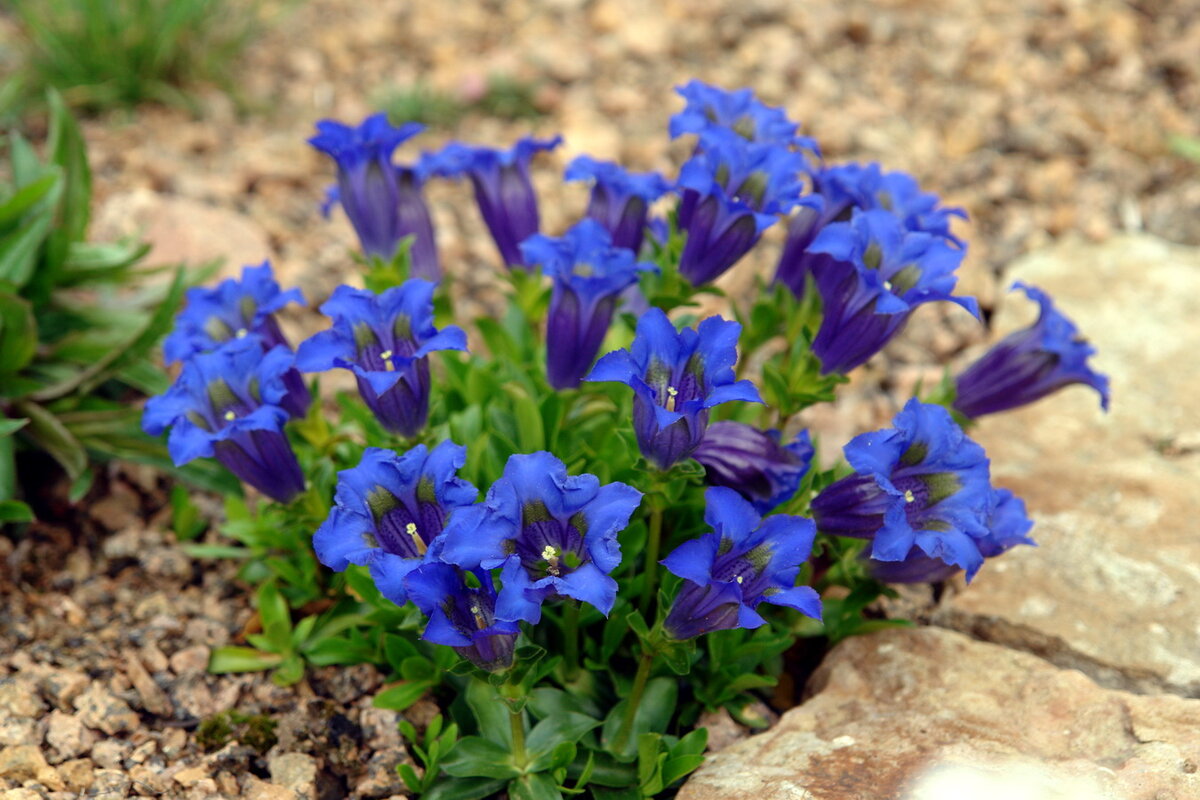 Горечавка. Фото из открытых источников.