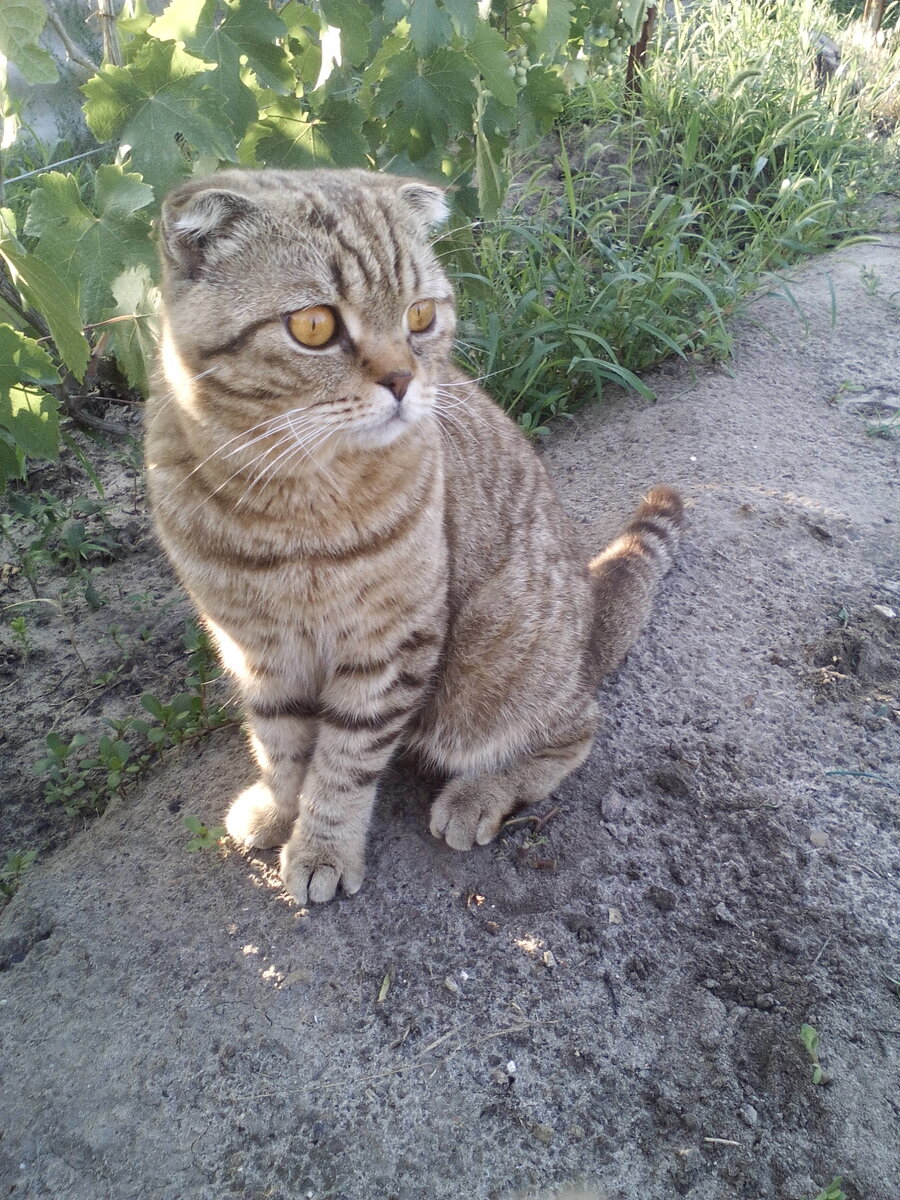 Вот таким был Барсик в тот год