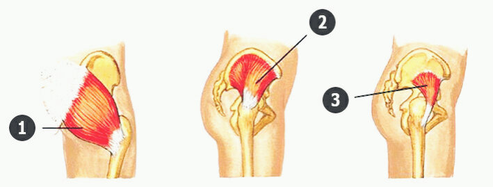 1. Большая ягодичная мышца. 2. Средняя. 3. Малая ягодичная мышца