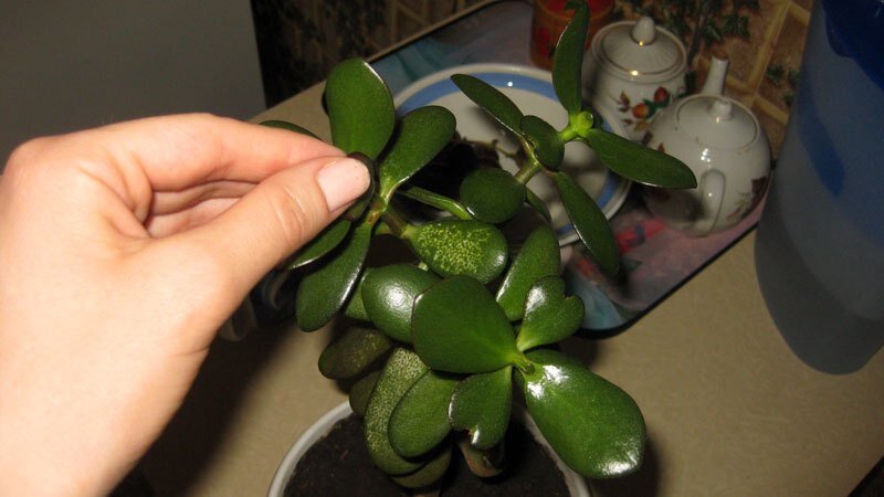 Источник фото: roslyna.com