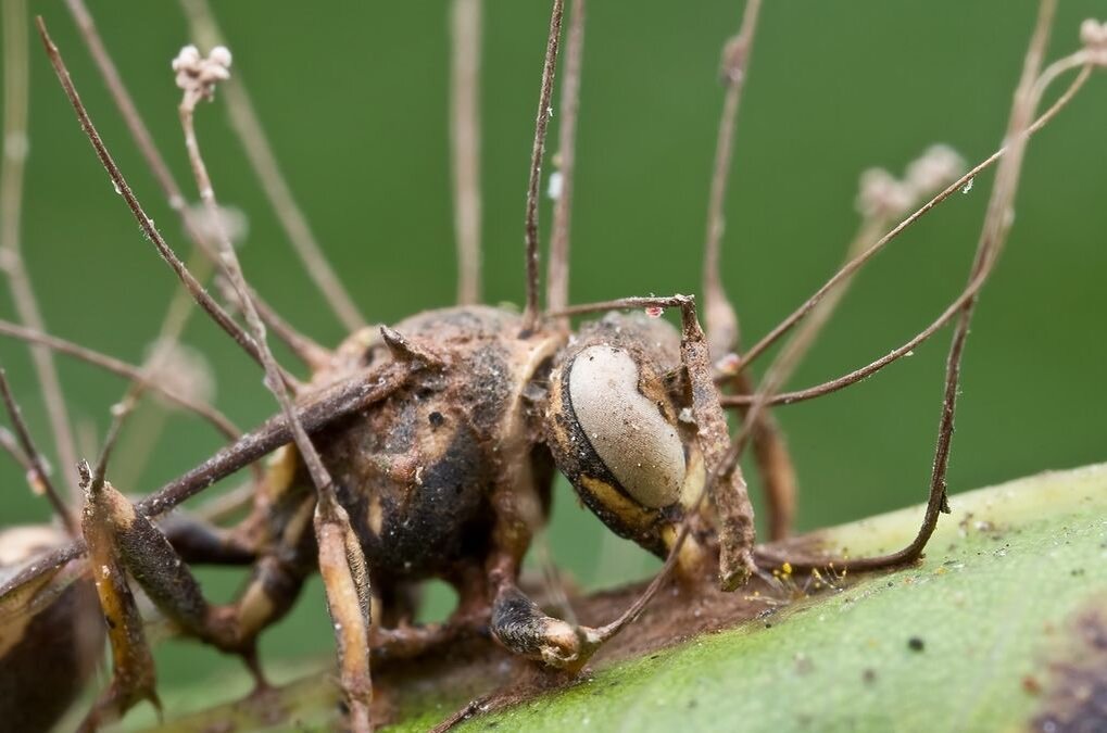Насекомые живые существа. Кордицепс однобокий. Кордицепс муравей зомби. Кордицепс однобокий на муравье. Ophiocordyceps unilateralis.