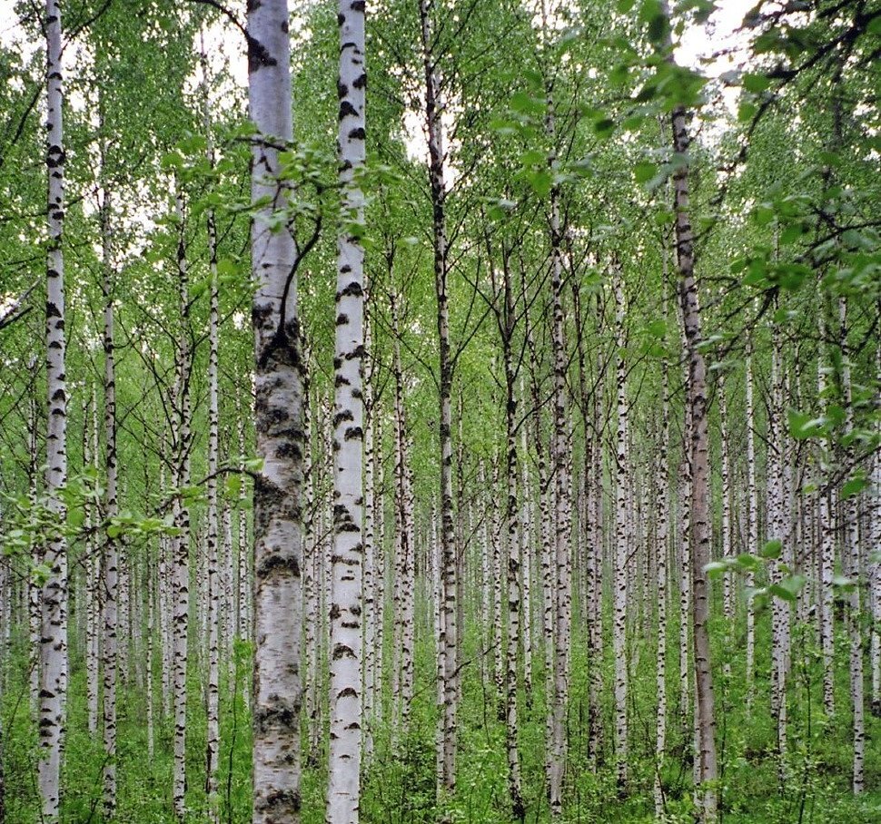 Фото из сети интернет 