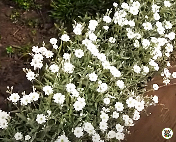 Бордюр из ясколки