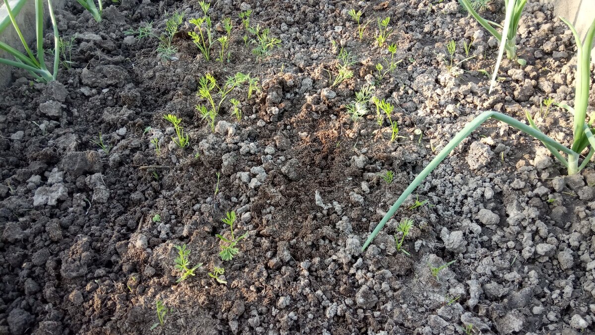 Ростки моркови видны.