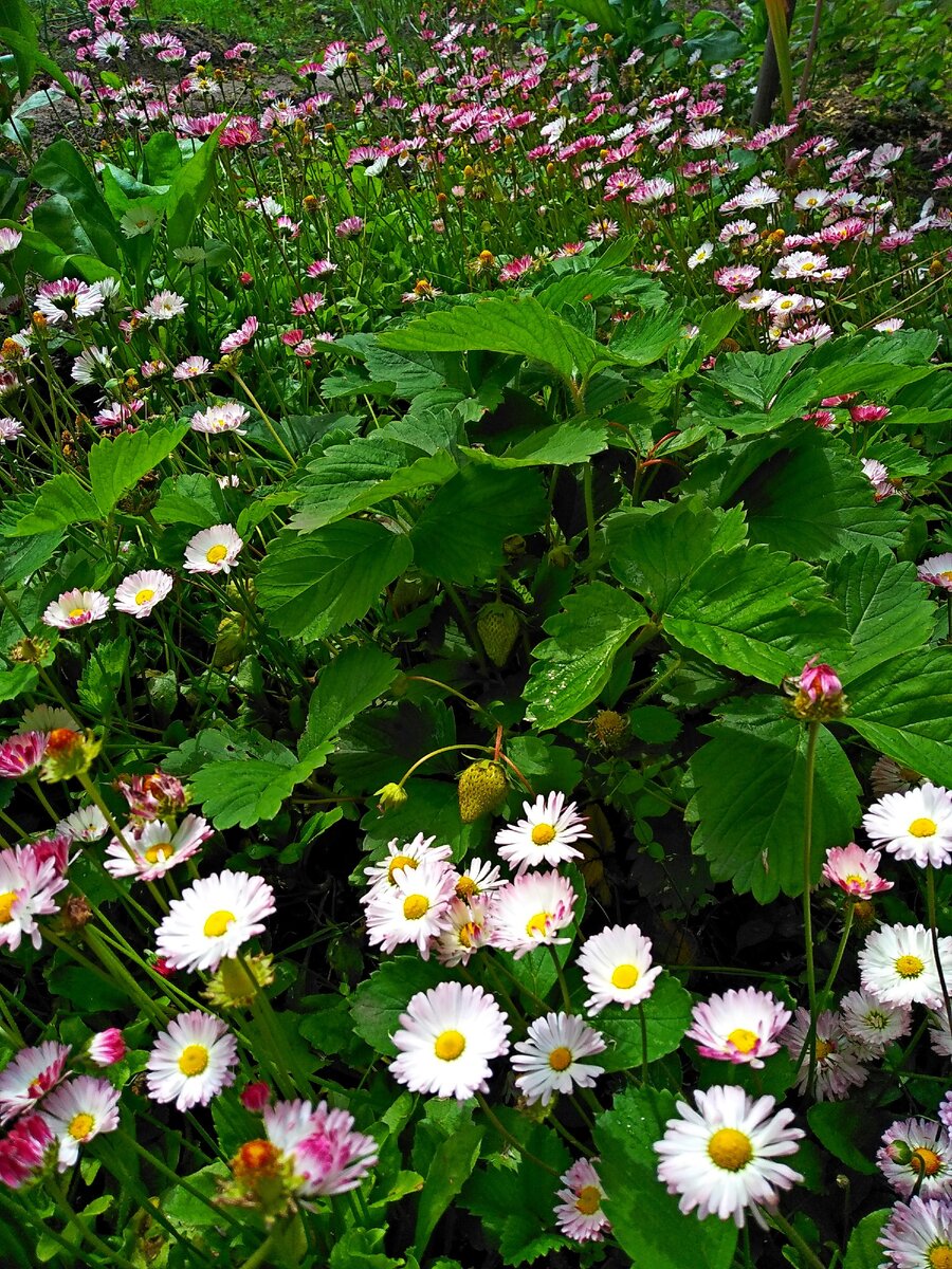 Поляна Маргариток.