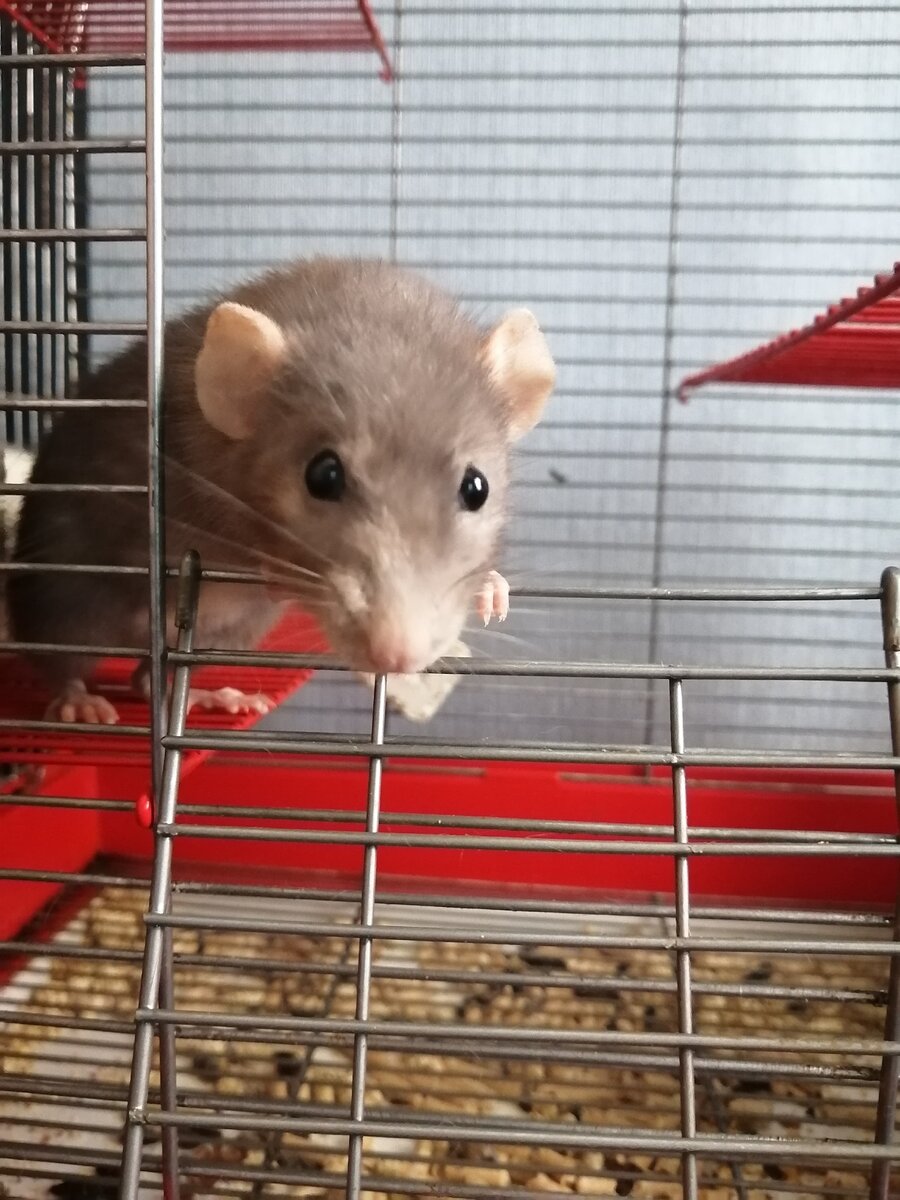 Крыса любит общение