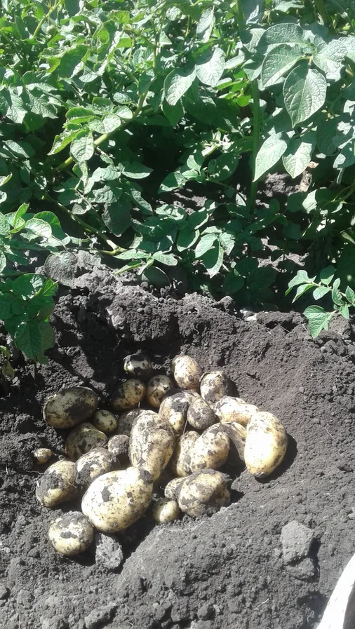 Урожай на 23 июля из 3 кустов.