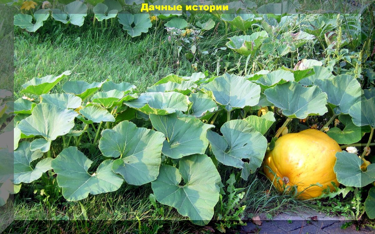 https://vk.com/photo-159774511_457244044