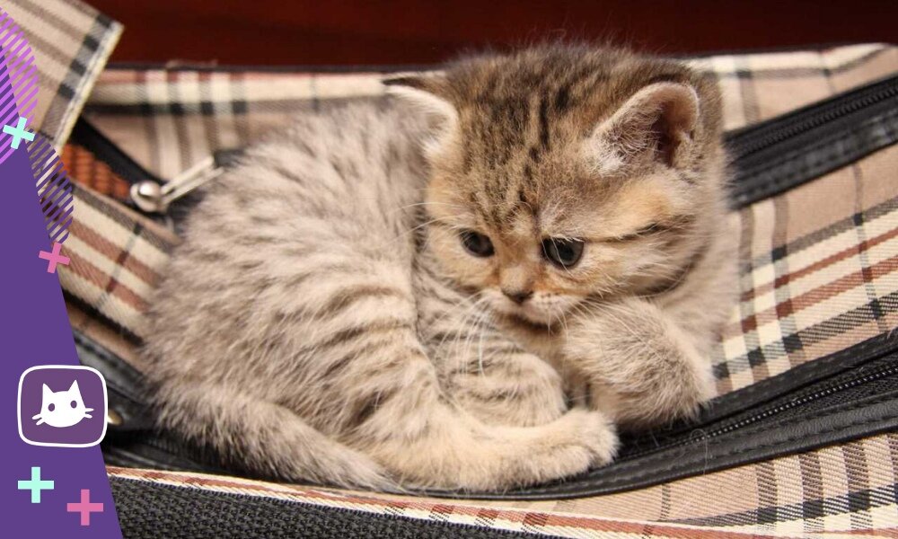 🐱Вакцинация кошек: за и против – Telegraph