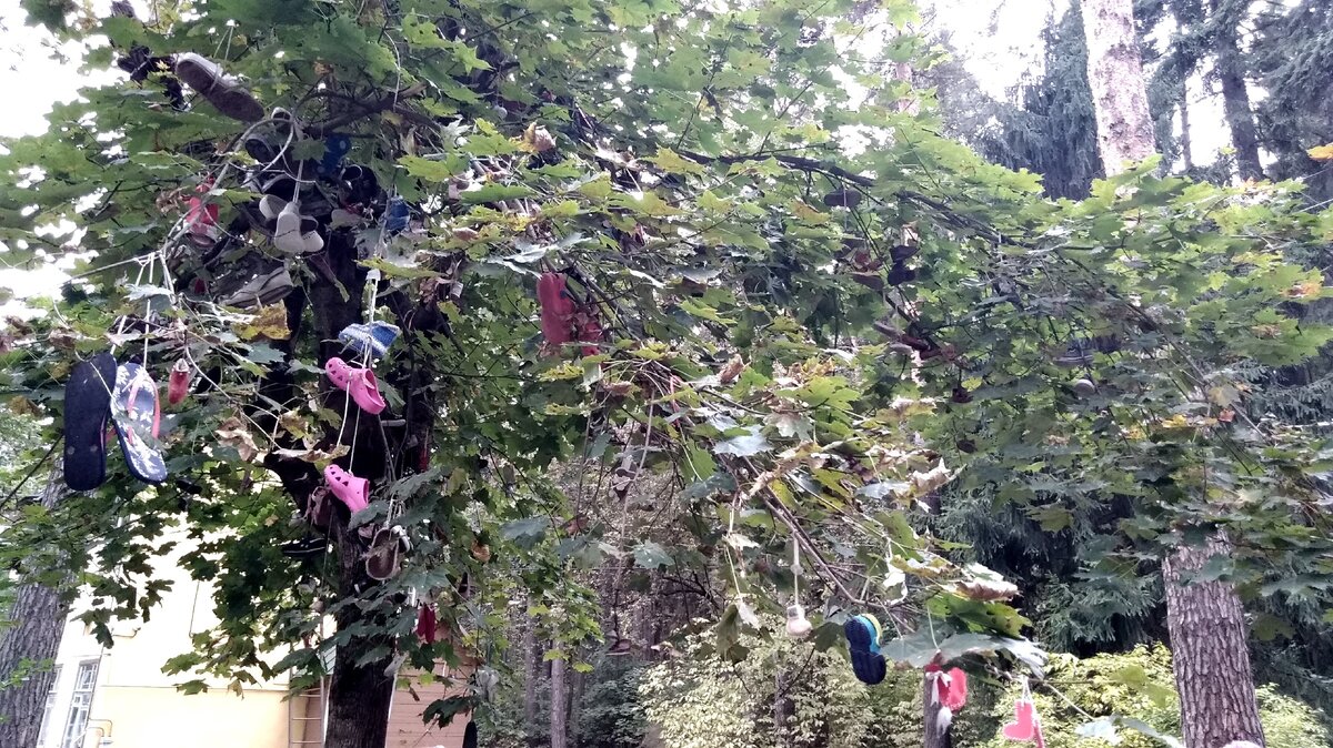 Советские дети, в отличие от американских, с пелёнок постигают азы хитрой науки забрасывания обуви на высокорасположенные опоры. Чудо-дерево возле дома-музея К. И. Чуковского в Переделкино. Каждый желающий может оставить на этом дереве пару обуви (и не одну). И вас даже не заругают. Так что если есть острое желание потренироваться в данном виде уличного спорта, то вам - в Переделкино.