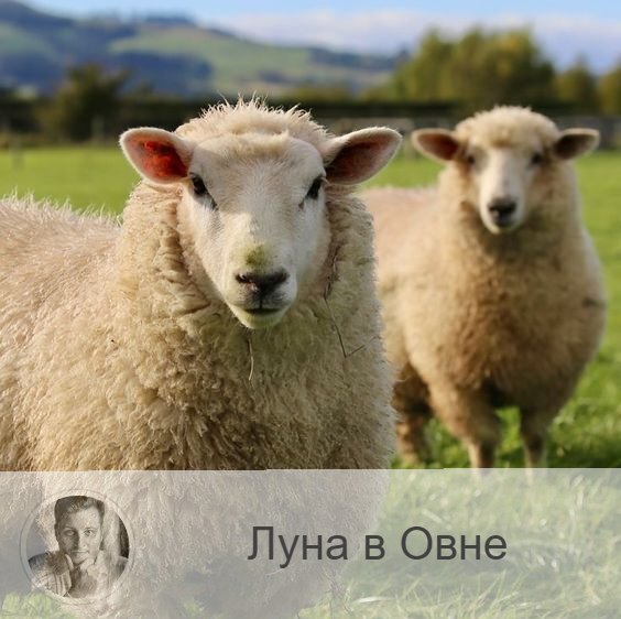 Подписывайтесь и ставьте 👍
Луна в знаке зодиака Овен с 18:05 24-ого по 06:43 27-ого. 👥 Несколько депрессивный период Луны в Рыбах сменяется активным периодом Луны в Овне. Эти дни приносят азарт, импульсивность, предприимчивость и инициативность. В это время нам хочется немедленно действовать и воплотить все, что было только что придуманно.
✅ В эти лунные дни надо постараться усилить самоконтроль и свести к минимуму уровень стресса.
❌ Не занимайтесь делами, требующими точных расчетов и отчетов, решения неопределенных финансовых проблем. Желательно в эти дни отложить все важные дела, которые требуют сильного напряжения, отложить физические нагрузки на несколько дней.
❤️ В этот период мы стремимся навязать свою волю другим, что может привести к конфликтам и ссорам.
💊 Луна в Овне приносит чувствительность в область головы, поэтому не нагружайте зрение, избегайте перегрева, берегите уши и зубы. Не рекомендуется постится и голодать.

—————
🔭 Заказать прогноз о будущем 👉 numeromagic.ru/uslugi
👩‍👧‍👧 Посмотреть / Оставить отзыв 👉 numeromagic.ru/reviews