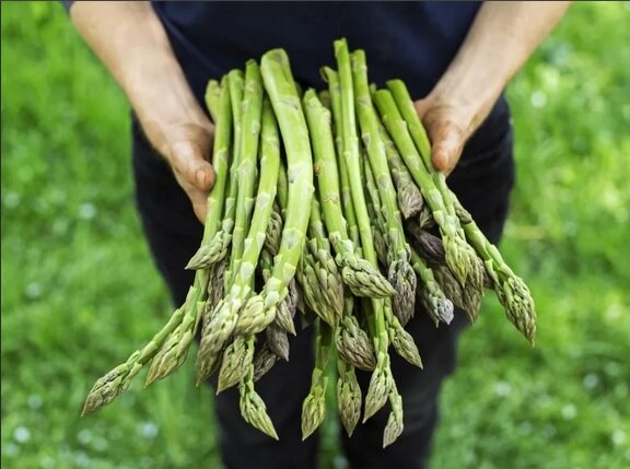 спаржа вкусная