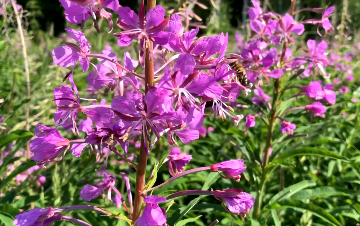 Кипрей, пчёлы, аромат                                         Инстаграм dory_panic        Личные фото файлы.